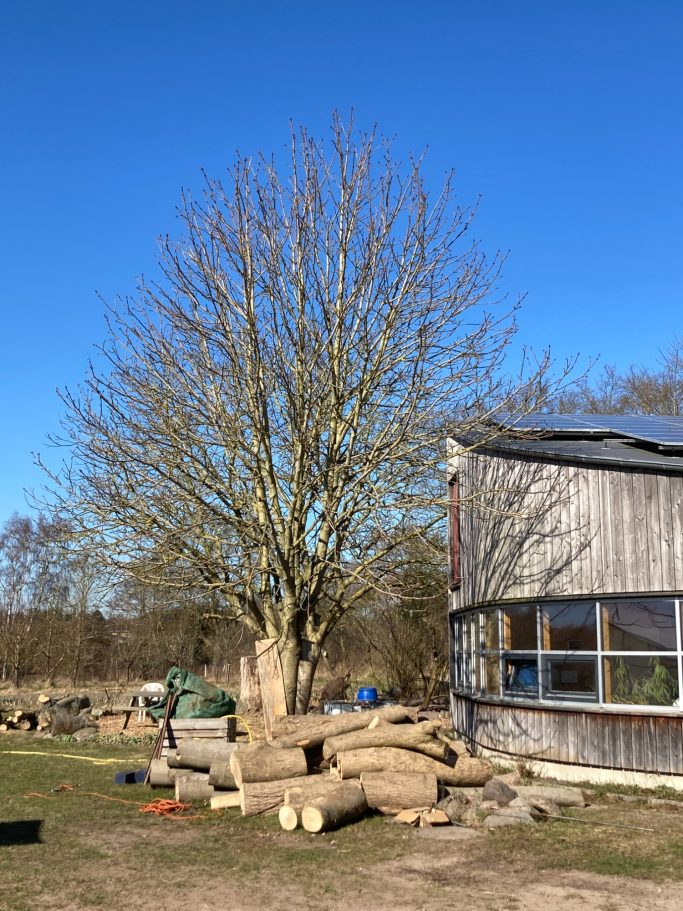 Kronenreduzierung Vorher