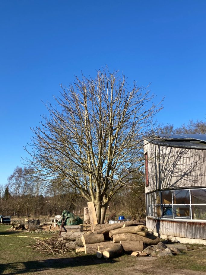 Kronenreduzierung Nachher