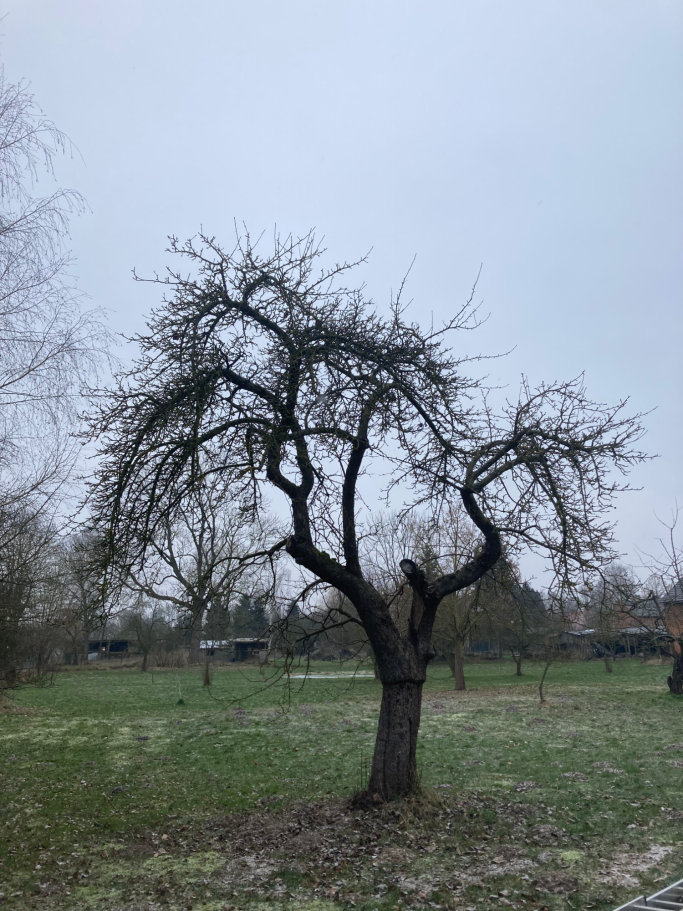 Obstbaumschnitt Vorher