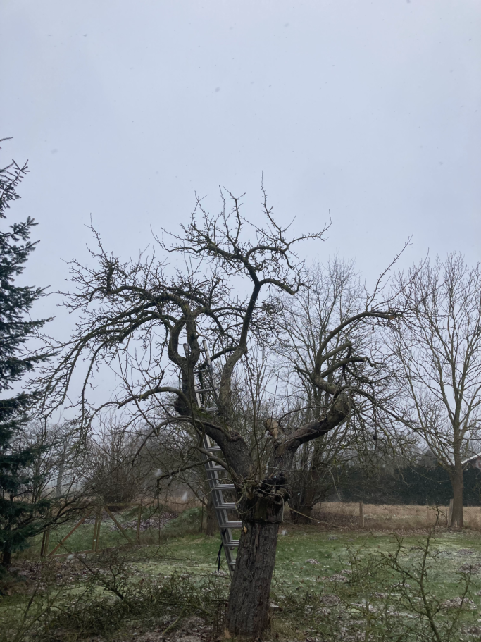 Obstbaumschnitt Nachher